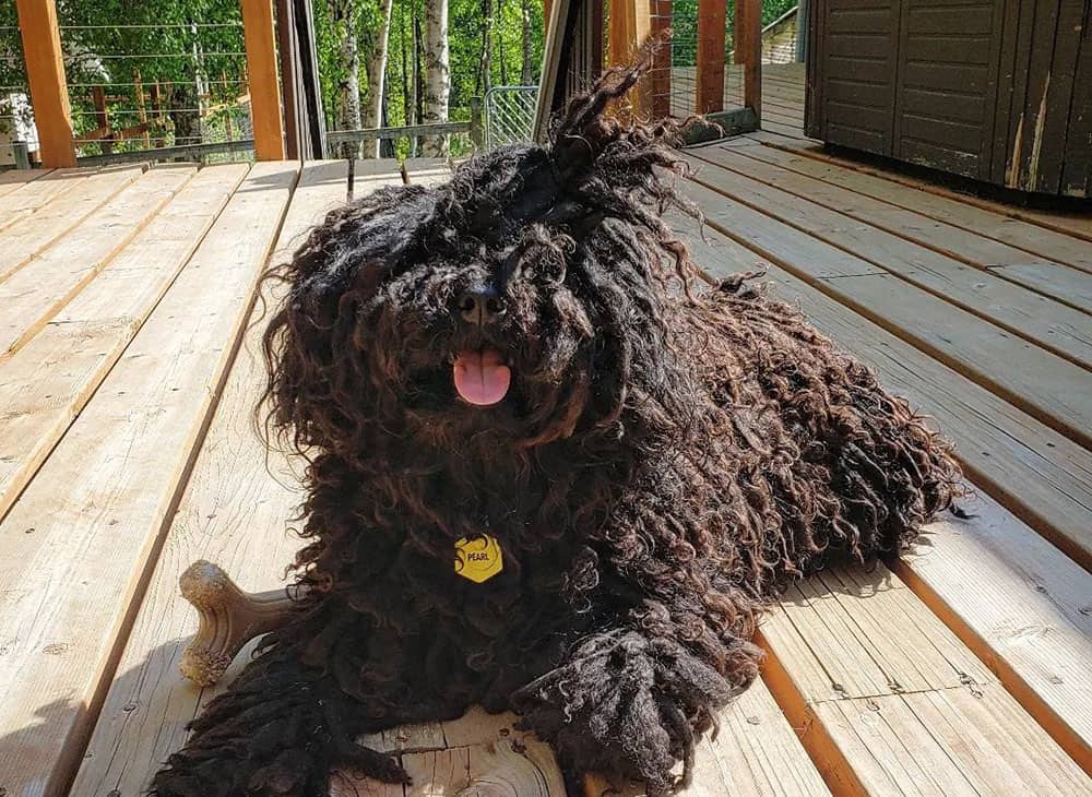 Ein ungarischer Puli-Hund liegt auf dem Deck