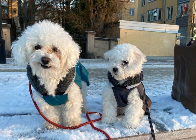 Zwei Bologneser Hunde im Schnee