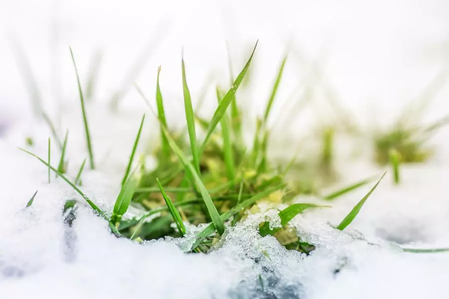 Do Weeds Die in the Winter? (Plus Tips to Keep Them from Returning)