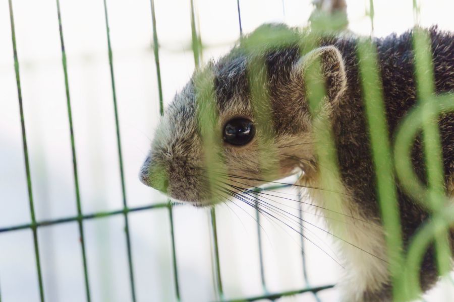 Nahaufnahme eines Eichhörnchens in einem Käfig