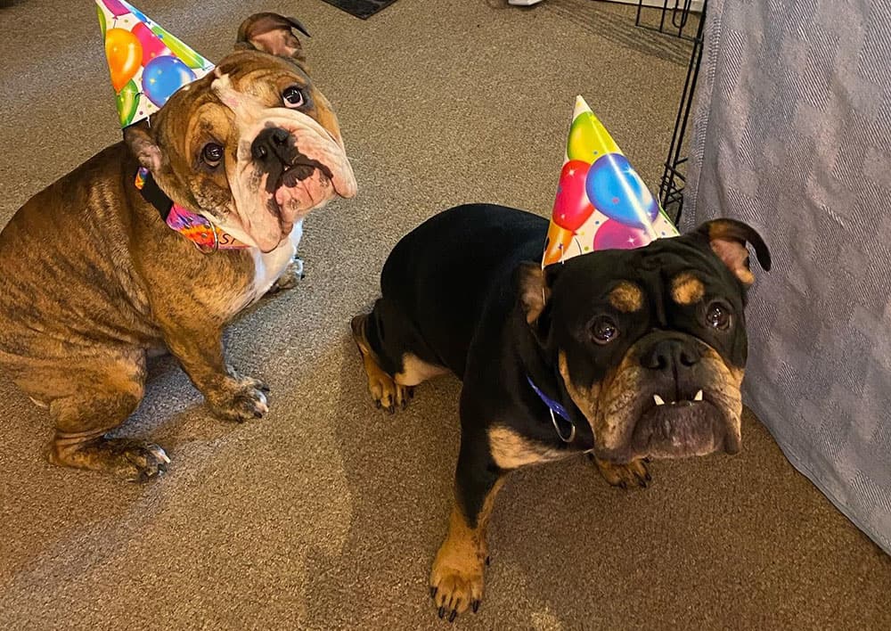 Die englischen Bulldoggenbrüder feiern Geburtstag