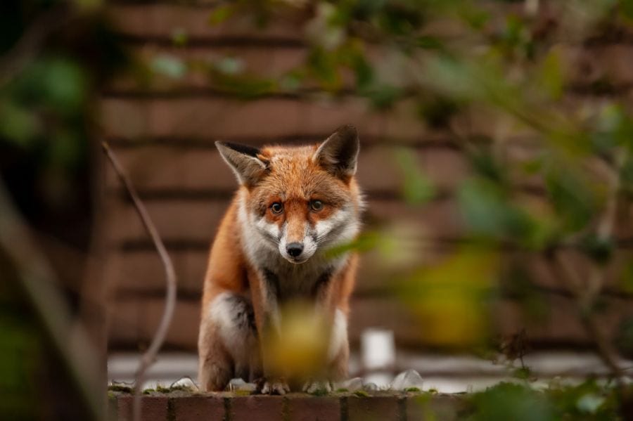 Can Foxes Climb Fences? (Plus 10 Ways to Ward Off a Fox)
