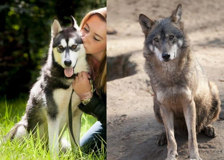 Ein Sibirischer Husky mit einer Frau und einem Wolf
