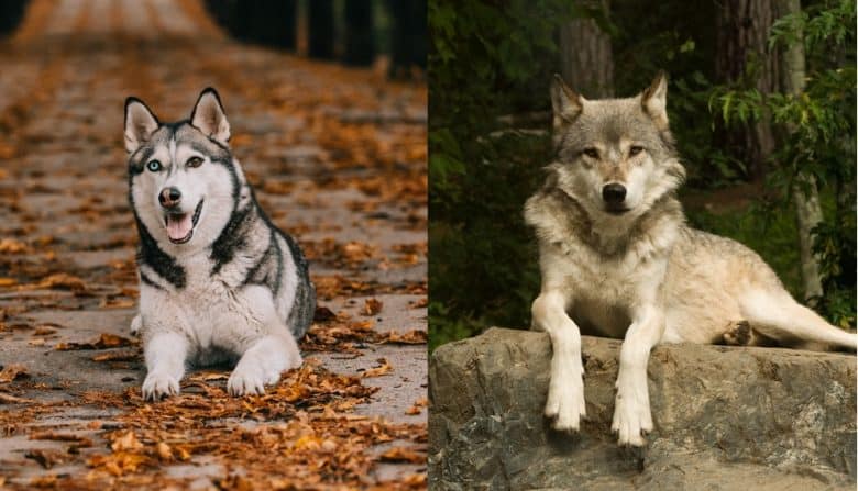 Ein sibirischer Husky und ein Wolf liegen im Freien