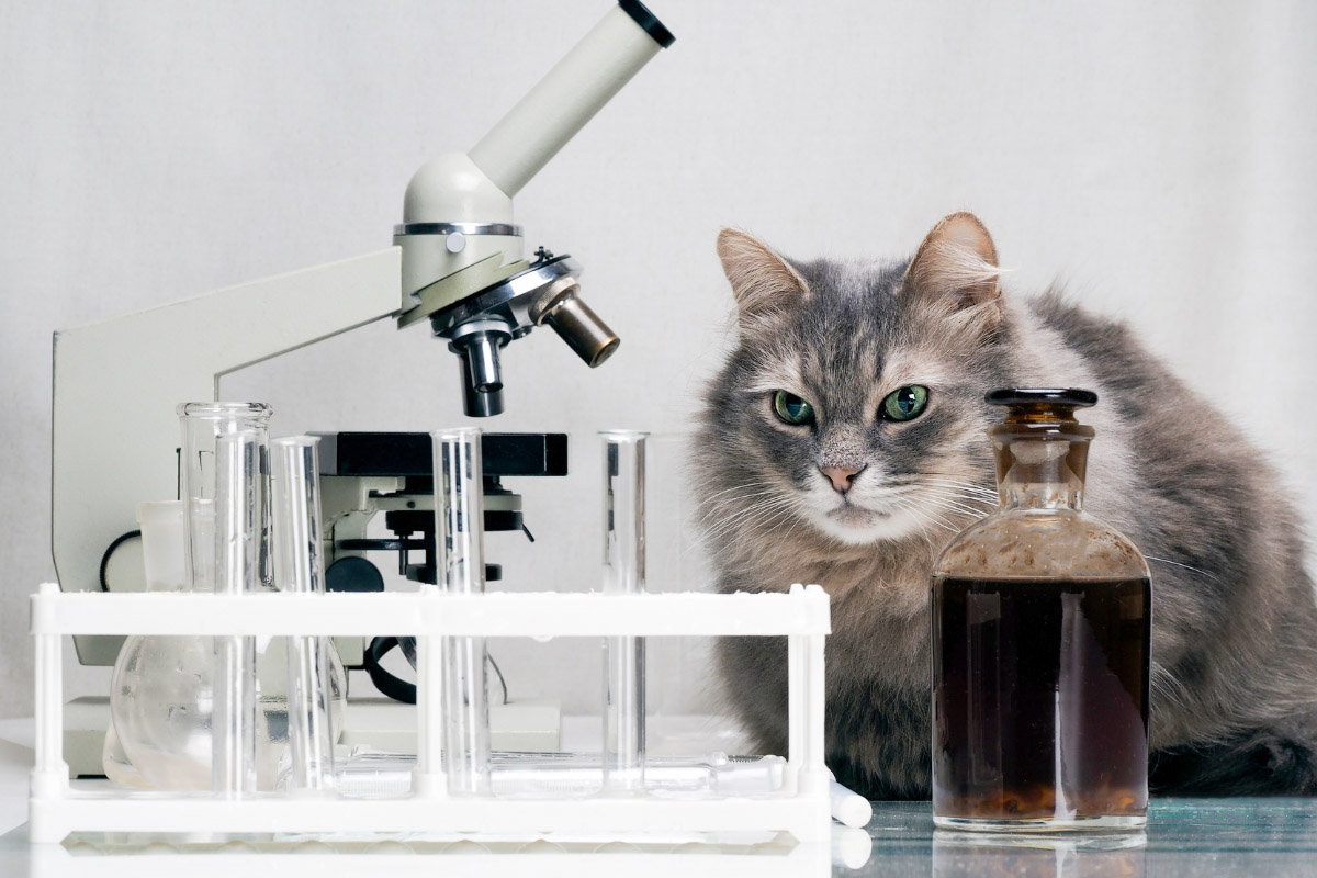 Tabby Katze in einem Labor Wissenschaftler Katzennamen