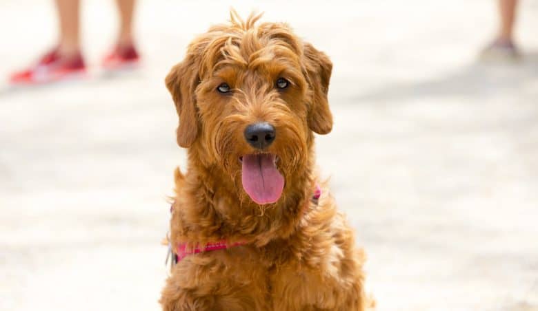 Porträt eines Zwerg-Goldendoodle-Hundes