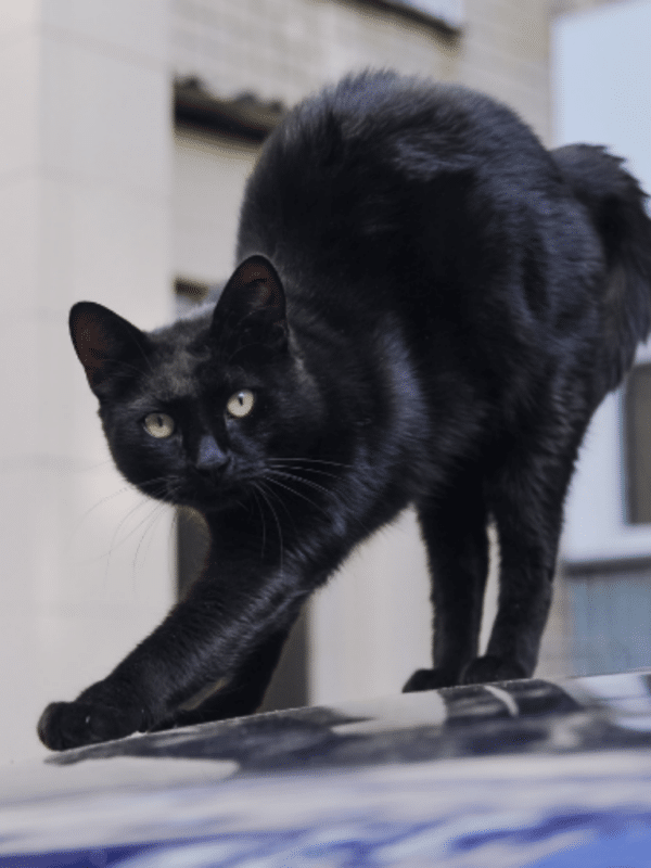 Geschichten schwarze Katze mit gewölbtem Rücken
