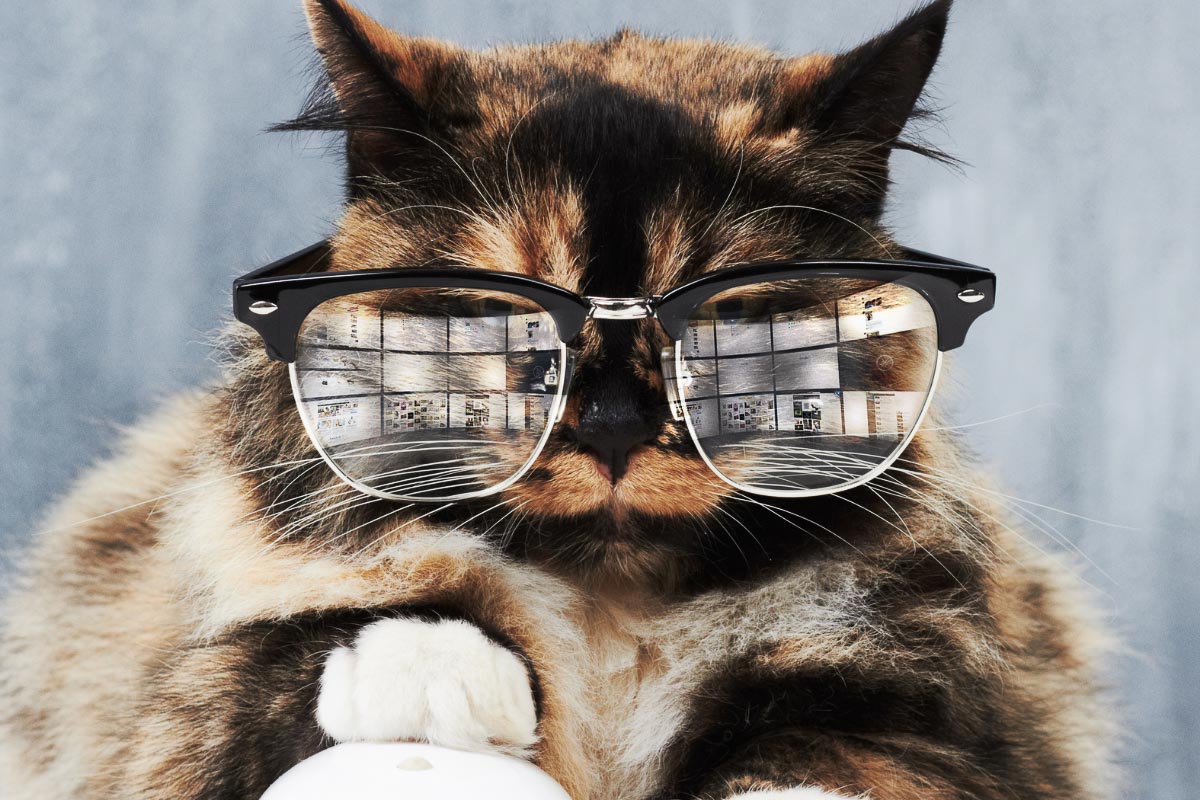 Tabby Katze trägt Brille Klügste Katzenrassen