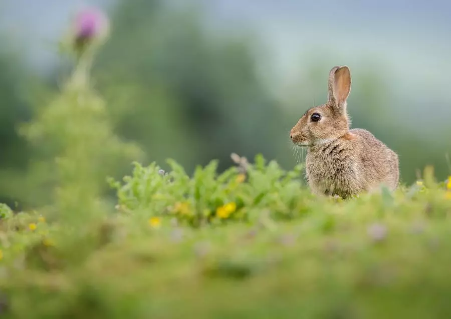 9 Possible Reasons a Wild Rabbit is Sitting in One Place