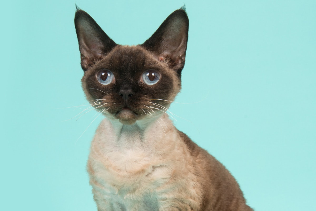 15 Big Eyed Cat Rassen, in die Sie sich verlieben werden