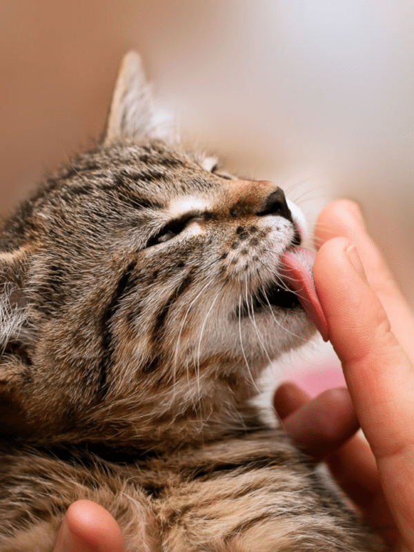 Tabby Katze leckt menschlichen Finger