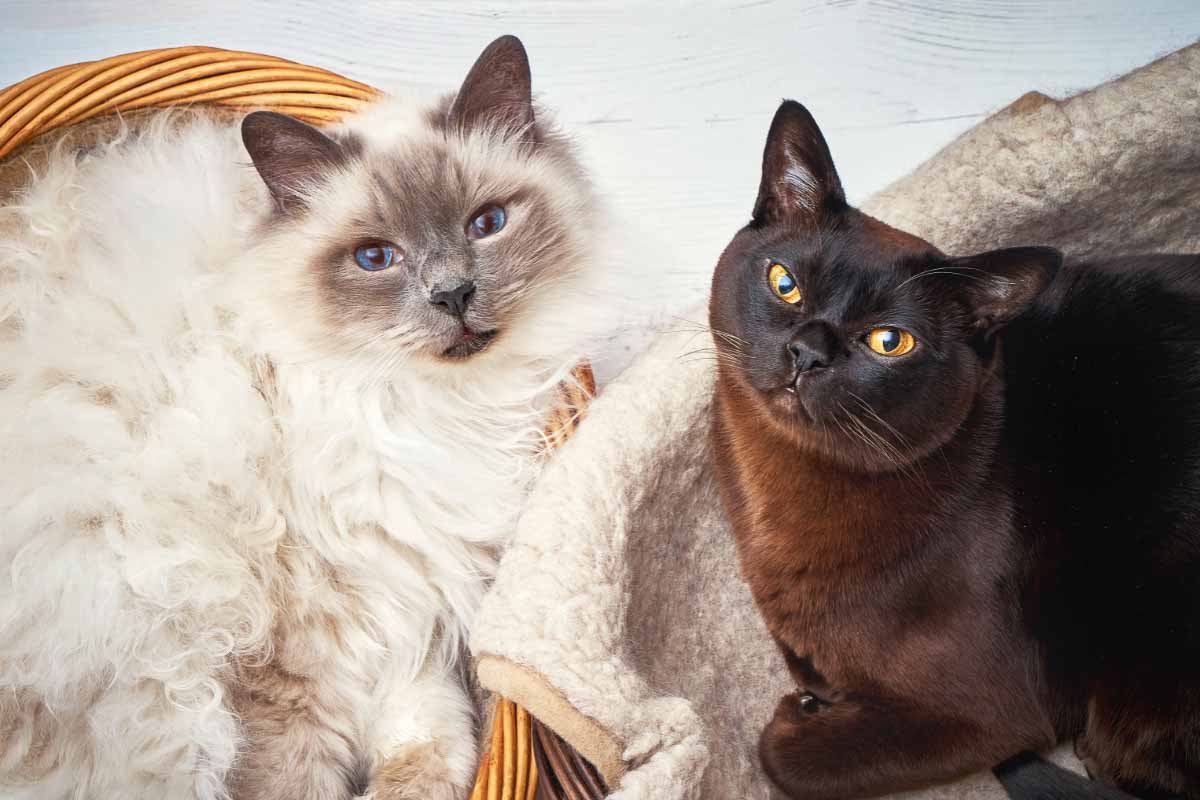 white and black burmese cat breeds that don