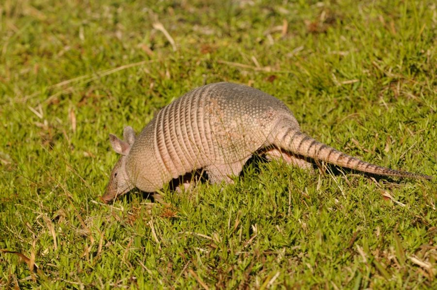 How to Keep Armadillos From Digging in Your Yard