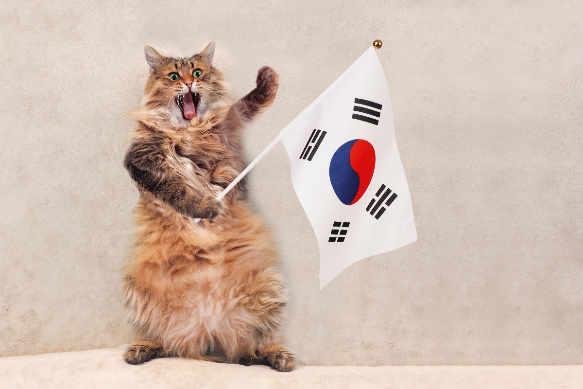 Tabby Langhaarige Katze mit koreanischer Flagge koreanische Katzennamen