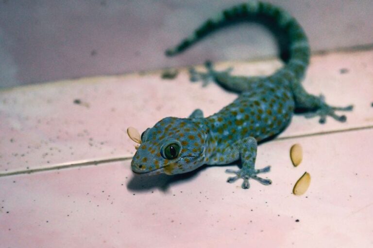 9 todsichere Möglichkeiten, Geckos in Ihrer Klimaanlage loszuwerden