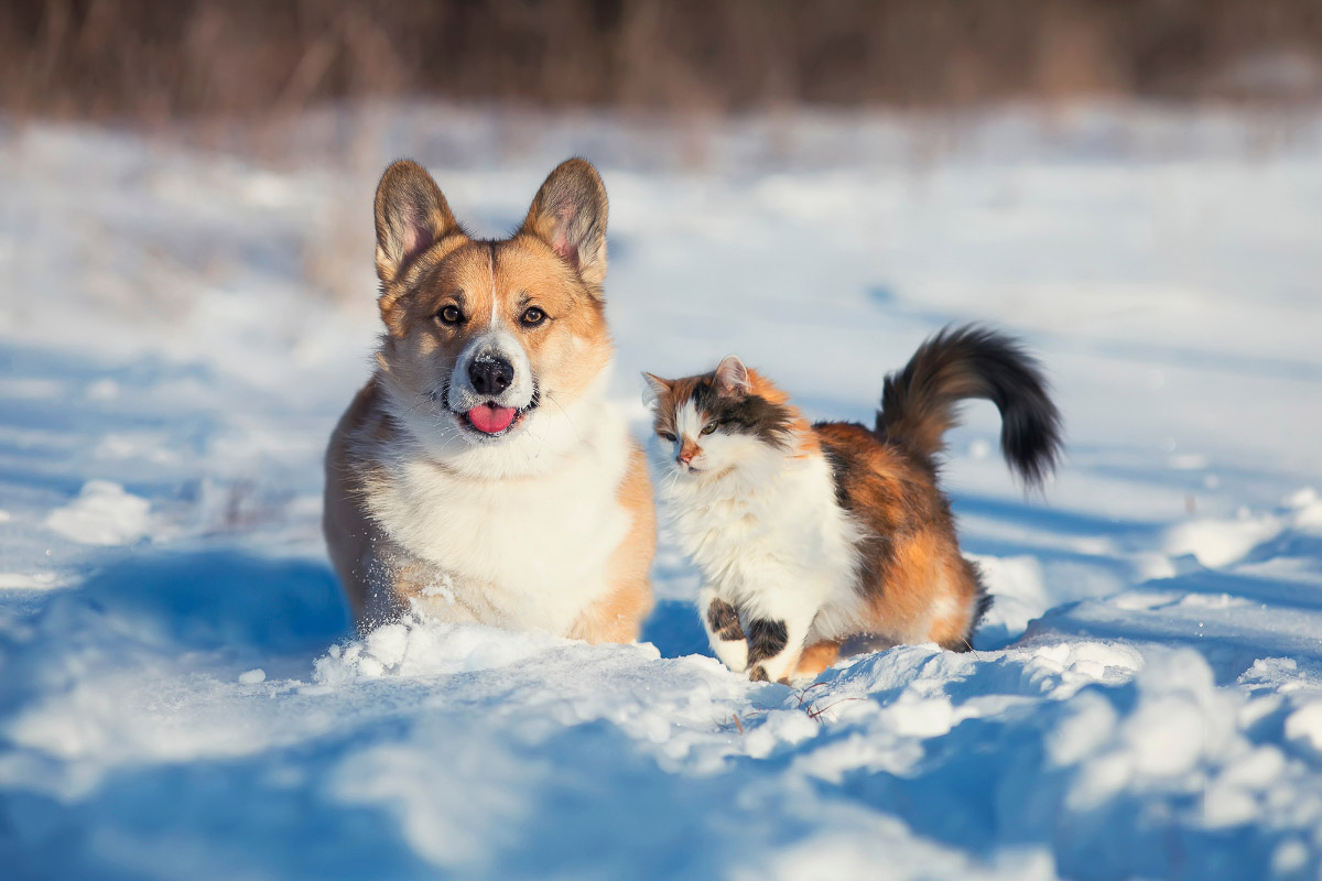 Corgi Hund und langhaarige Tabby-Katze im Schnee