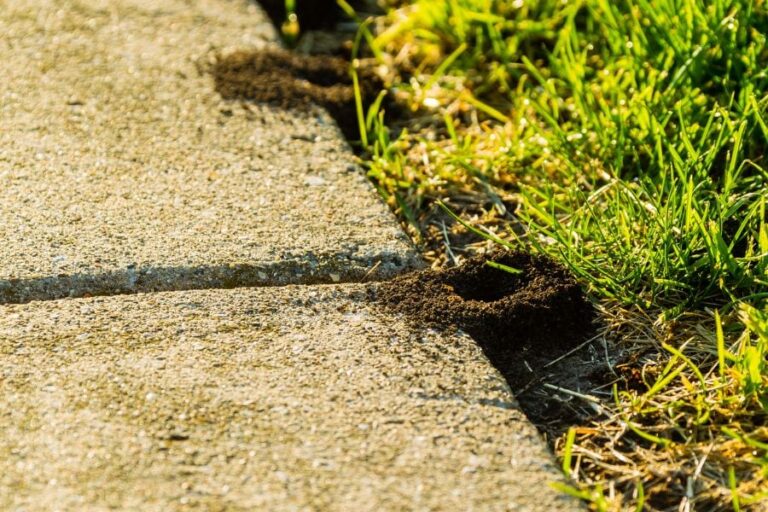4 einfache Methoden, um Ameisen auf Ihrer Terrasse loszuwerden