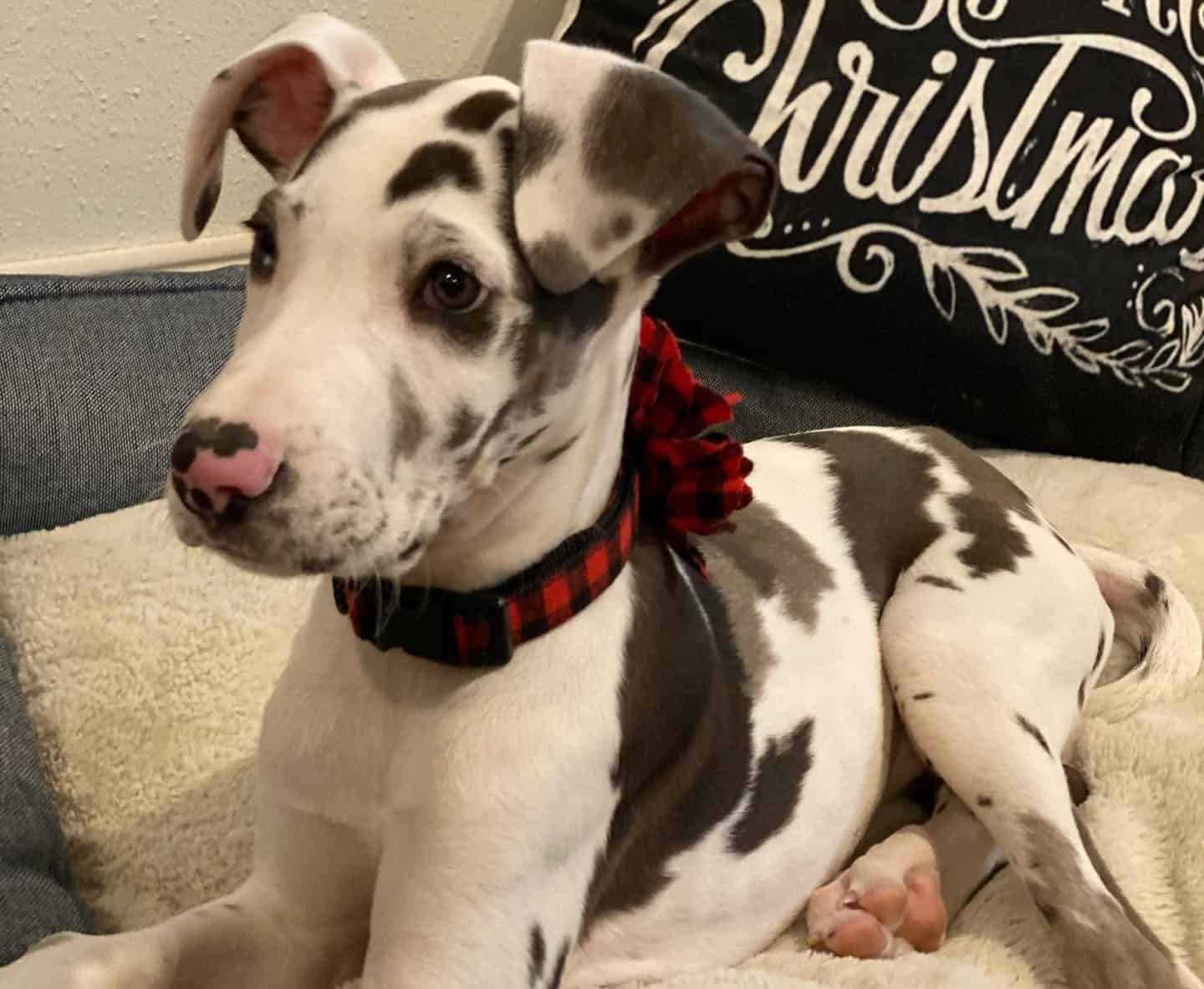 Ein drei Monate alter Doggenhund