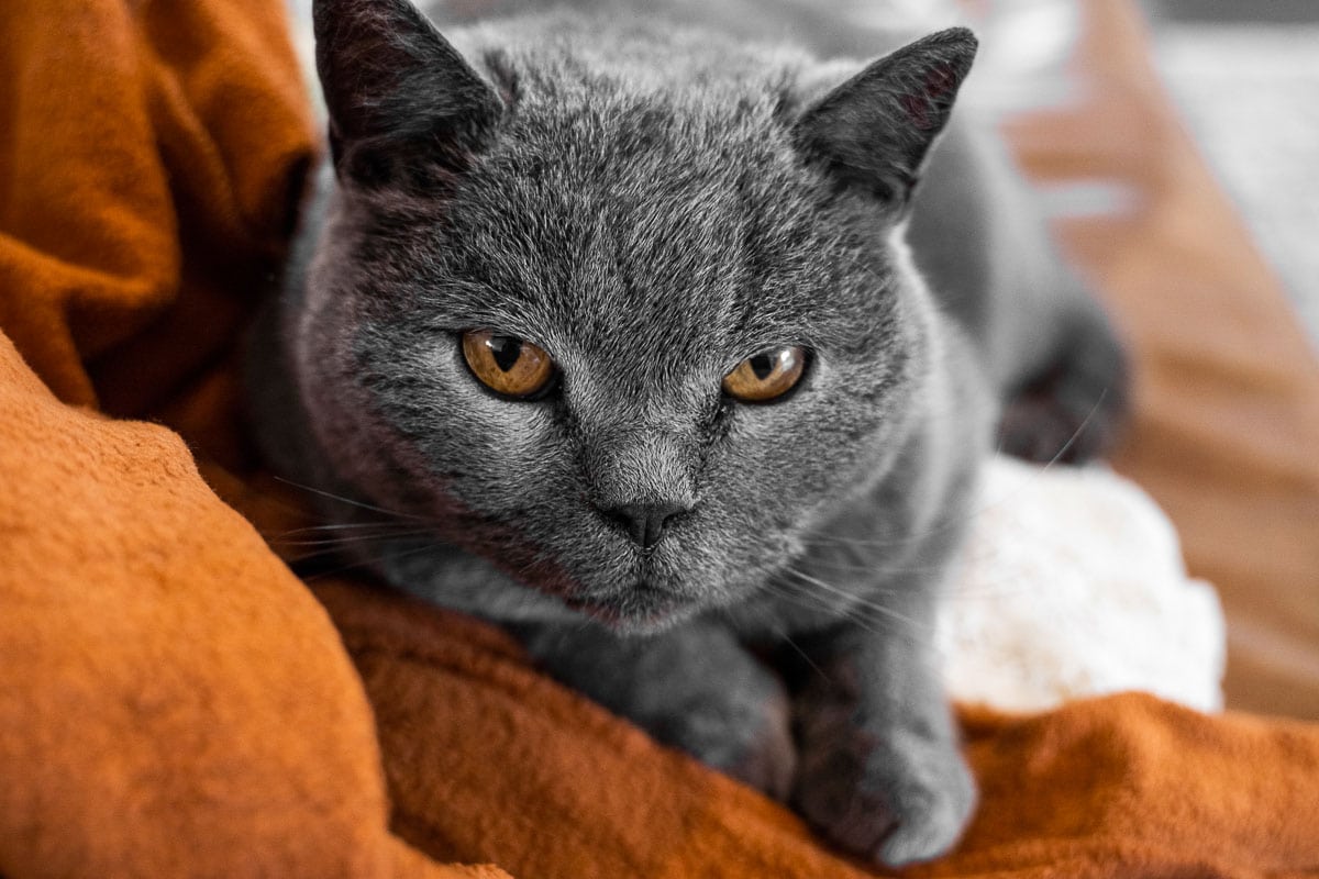 Graue Chartreux Katze mit gelben Augen auf einer Couch.