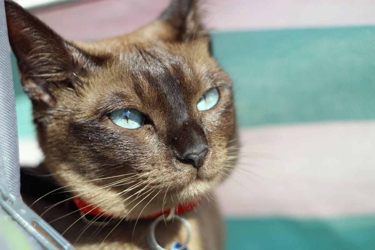 Tonkinesische Katze mit Aqua-Augen