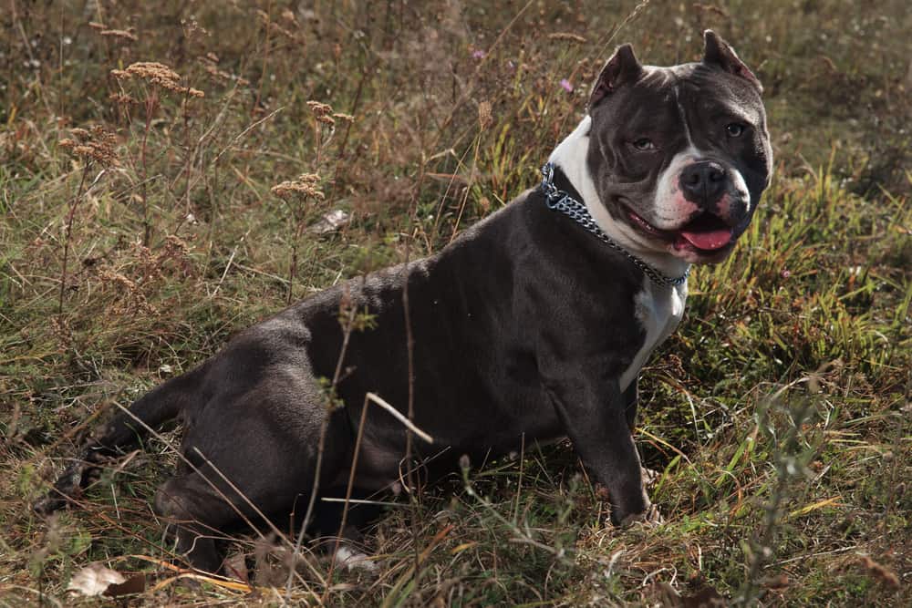 An American Bully standing