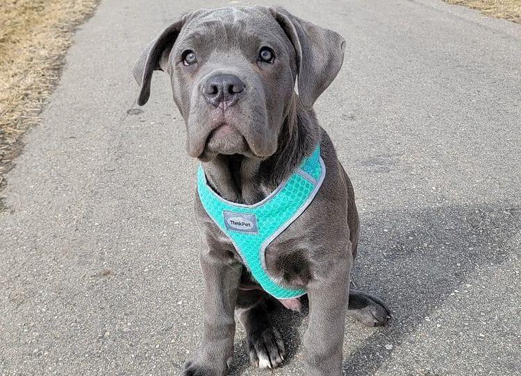 Ein Cane Corso Hund auf seinem ersten Spaziergang
