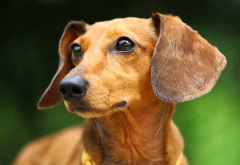 Dackelpreis: Wie viel sollten Sie für einen Doxie-Hund bezahlen?