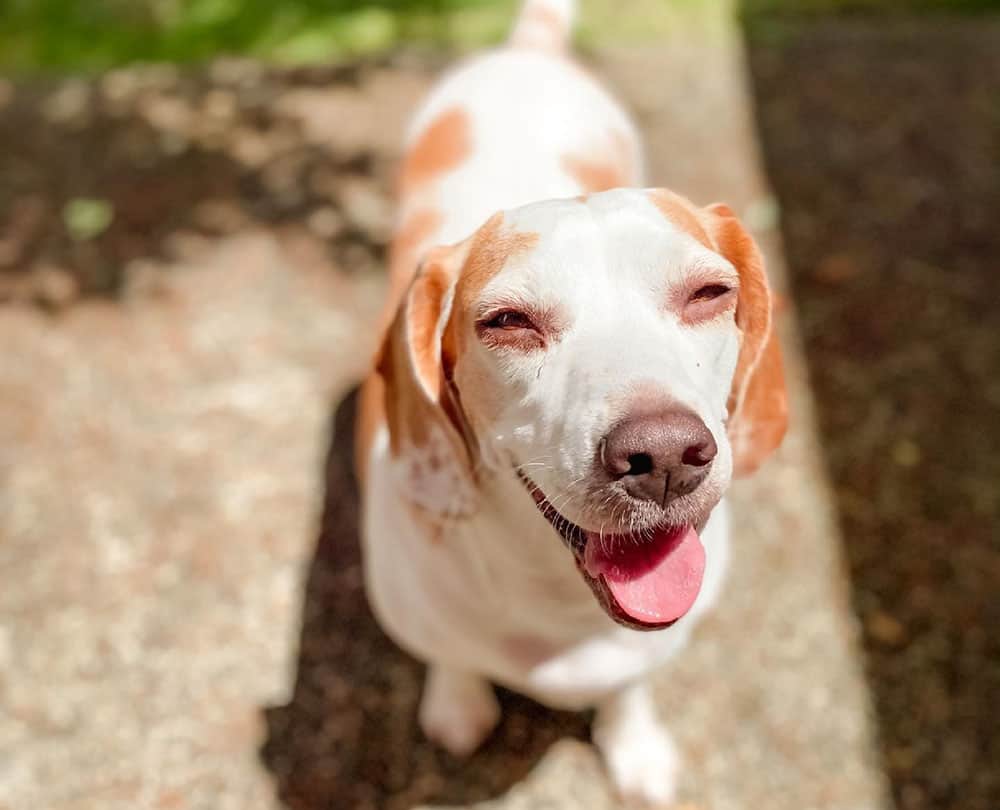 Ein lustiges Gesicht eines Zitronen-Beagle-Hundes