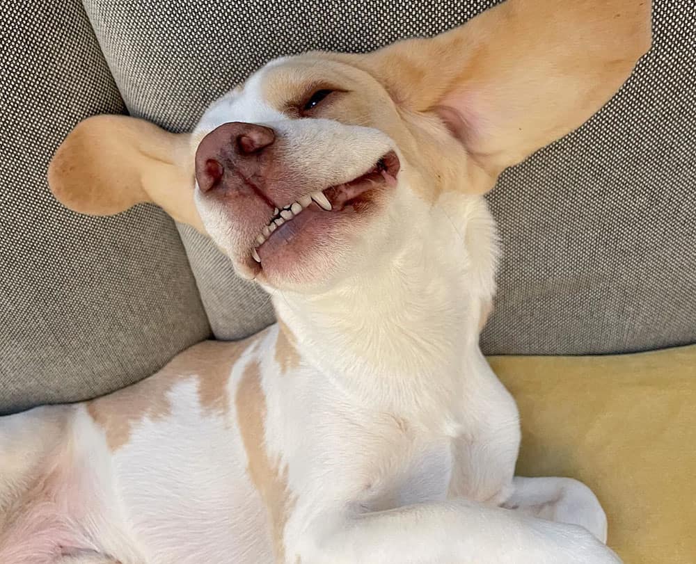 Ein albernes Gesicht eines Zitronen-Beagle-Hundes