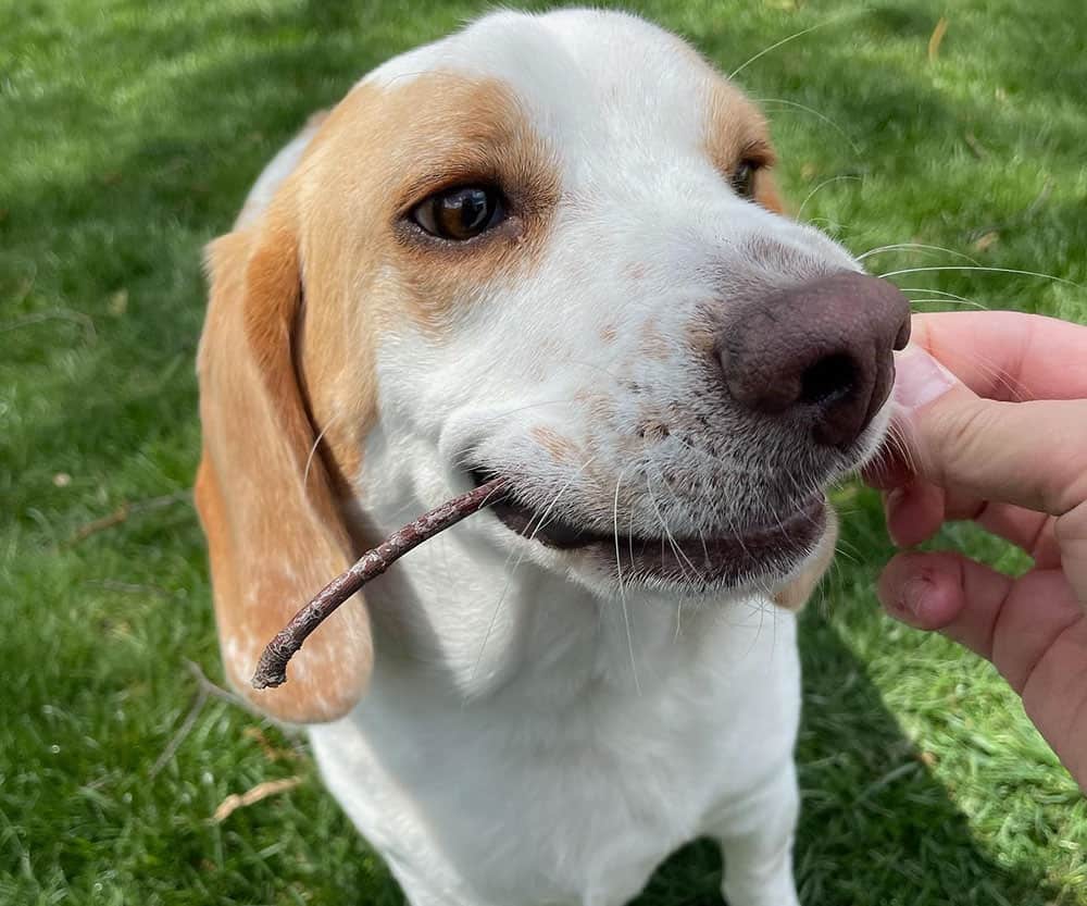 Ein Zitronen-Beagle-Hund kaut einen Stock