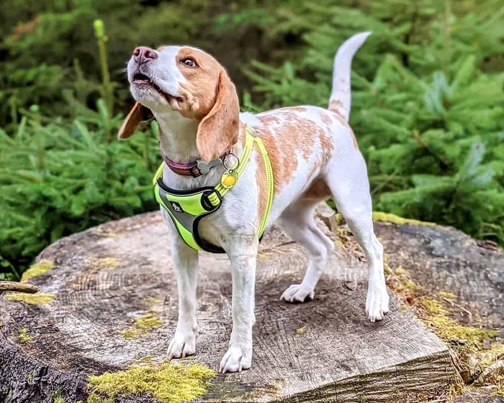Ein Zitronen-Beagle-Hund auf einem Baumstumpf