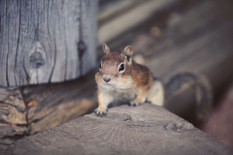 How to Get Rid of Chipmunks Under the Deck of Your Home