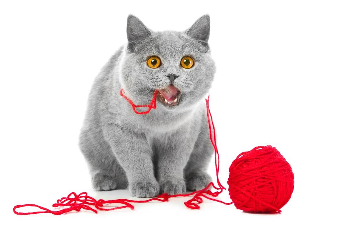 British blue cat chewing red ball of threads