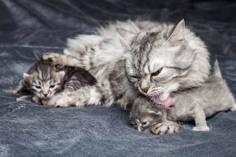 Warum lecken sich Katzen gegenseitig? 6 Gründe Kitties Allogroom