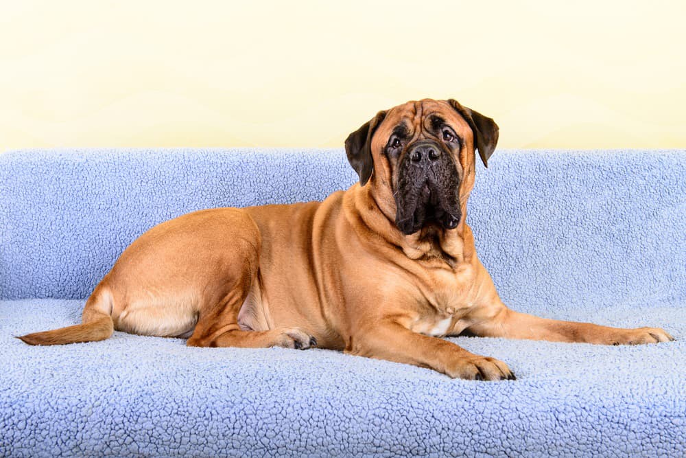 Bullmastiff-Hund liegt auf der Couch