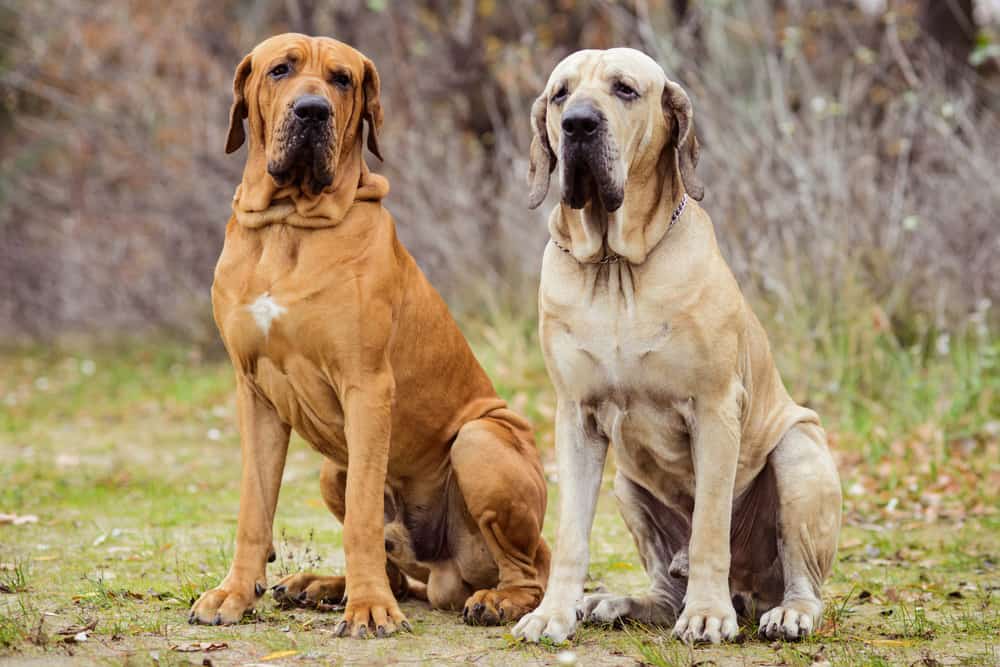 Zwei Fila Brasileiro Hunde sitzen zusammen