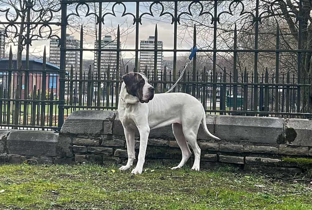Bully Kutta Hund mit Leine am Zaun gebunden