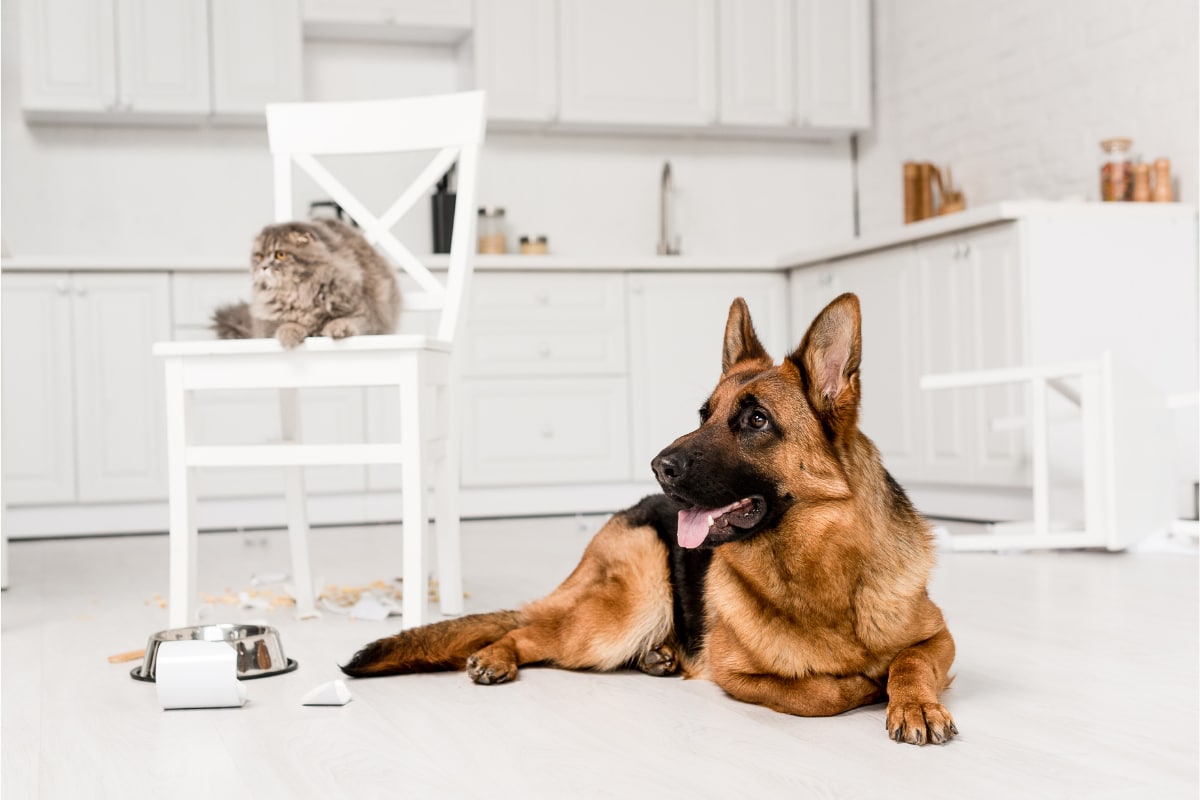 Katze und Deutscher Schäferhund in der Küche