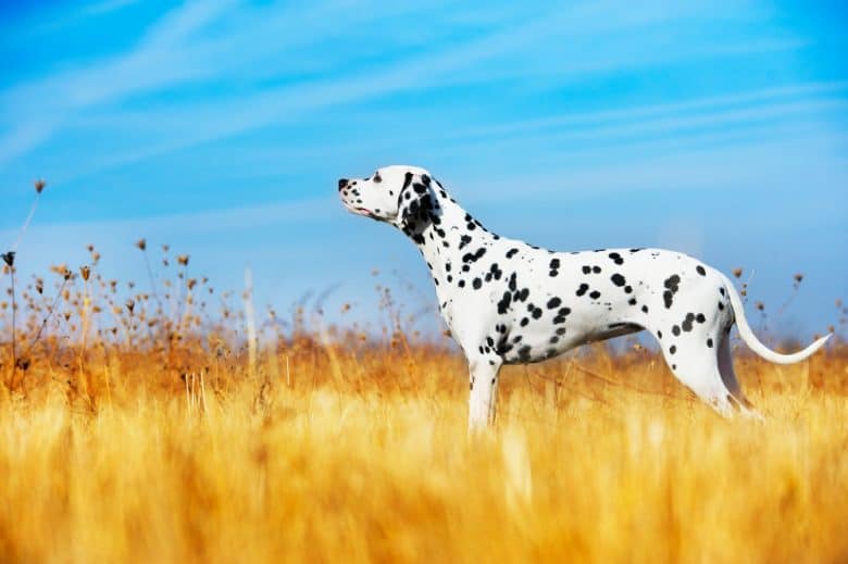 Ein Dalmatiner steht auf einem Feld