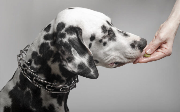Was sind die besten Hundefutter für Dalmatiner?