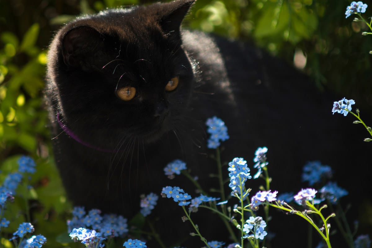 Schwarze britische Kurzhaarkatze mit blauen Blüten