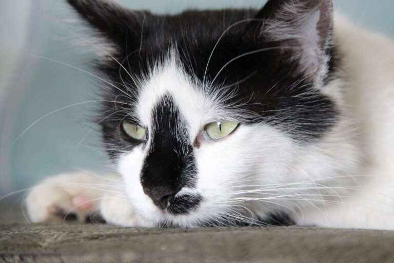 9 Beste Tuxedo-Katzennamen, die Sie lieben werden