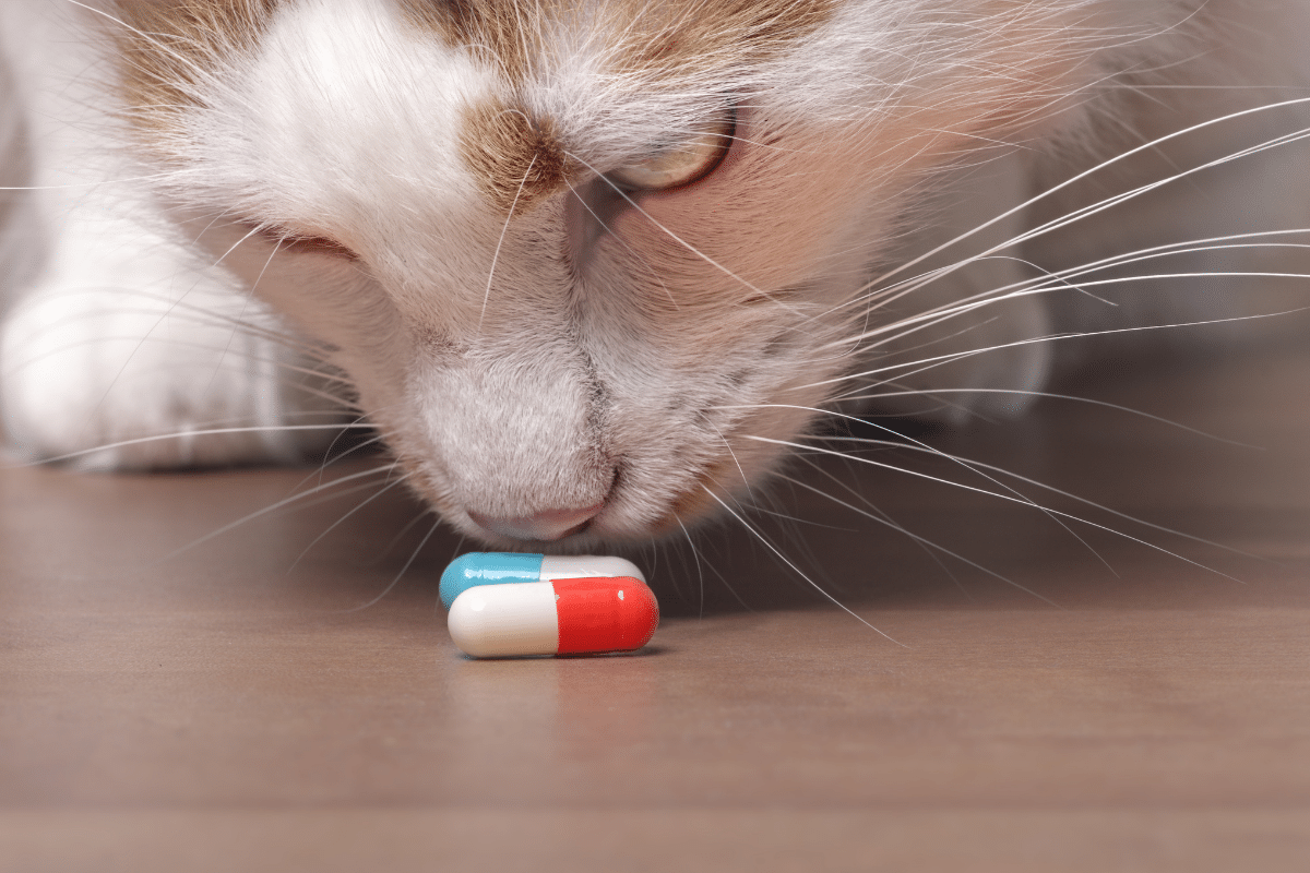 Katze schnüffelt Pille