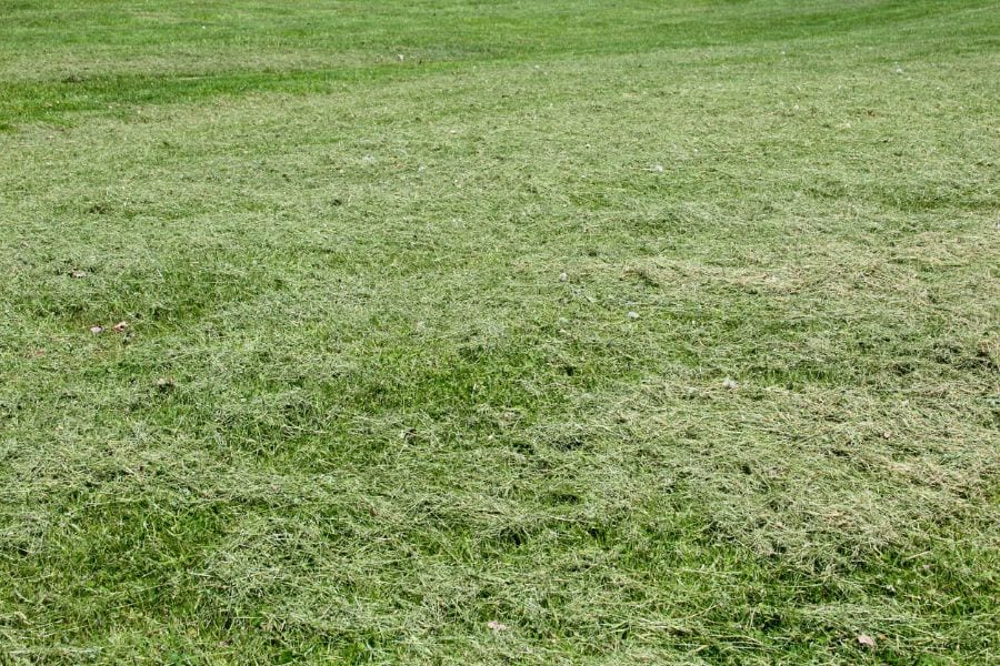 Grasausschnitte auf Rasen