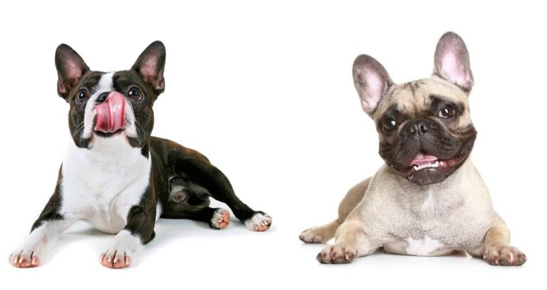Boston Terrier vs French Bulldog: Welcher Hund ist der richtige für Ihr Zuhause?