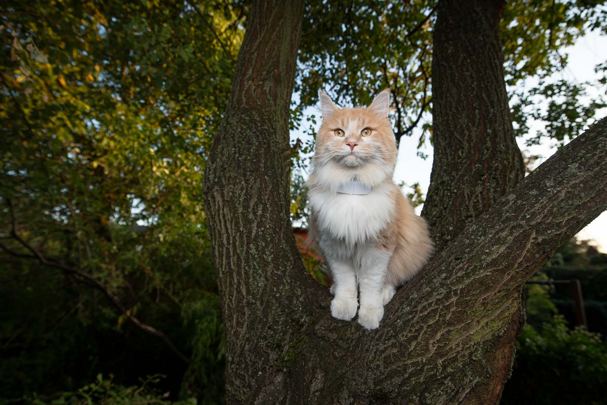 Maine Coon Katze auf einem Baum