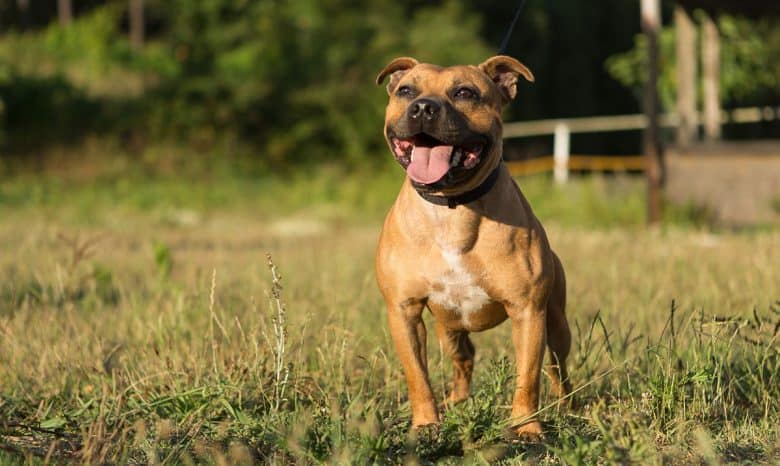 Ein Staffordshire-Bullterrier-Hund bellt auf dem Feld