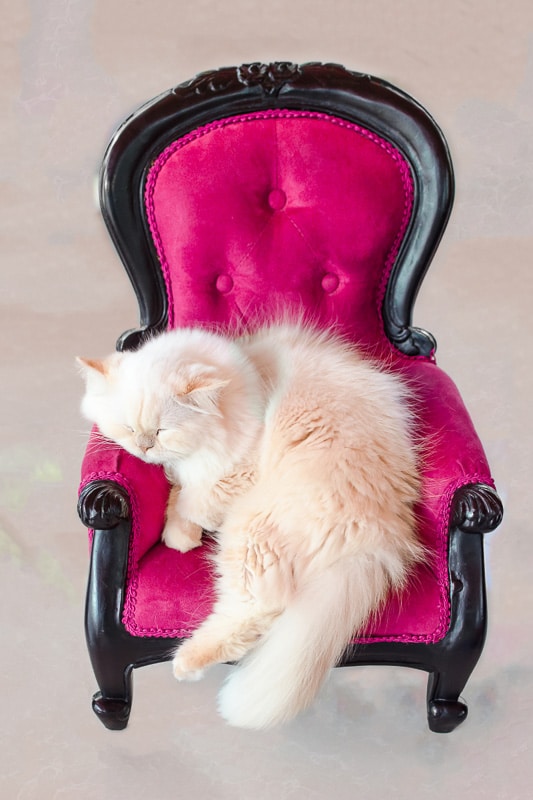 fulffy weiße Katze schläft auf rosa Stuhl