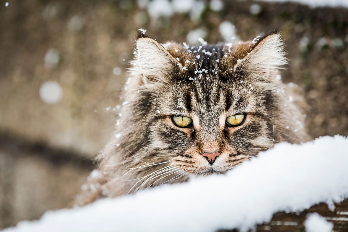 Norwegische Waldkatze im Schnee