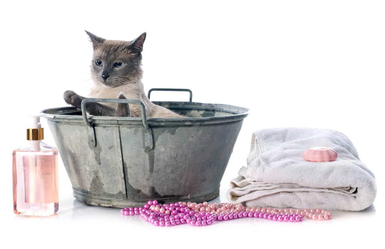 Siamesische Katze im Eimer mit Reinigungsmitteln - Werkzeuge, wie man eine Katze pflegt